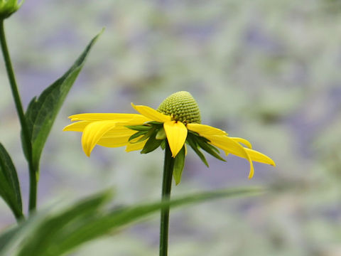 Rudbeckia laciniata