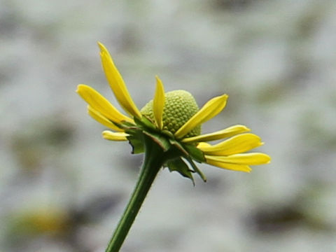 Rudbeckia laciniata