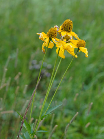 Rudbeckia laciniata