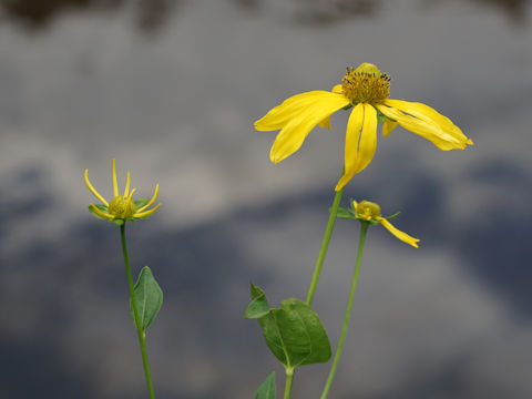 Rudbeckia laciniata