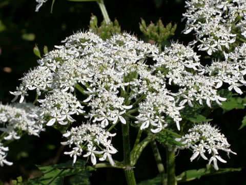 Heracleum dulce