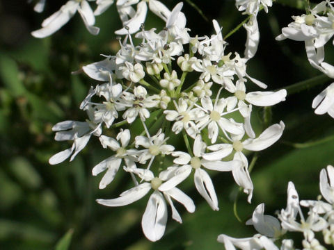 Heracleum dulce