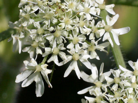 Heracleum dulce