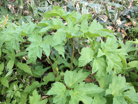 Heracleum dulce