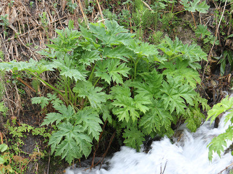 Heracleum dulce