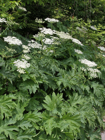 Heracleum dulce