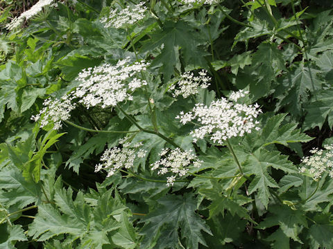 Heracleum dulce