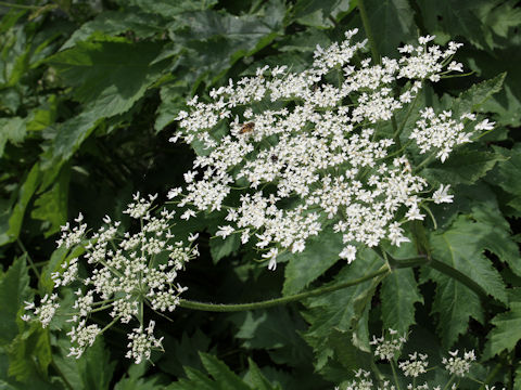 Heracleum dulce