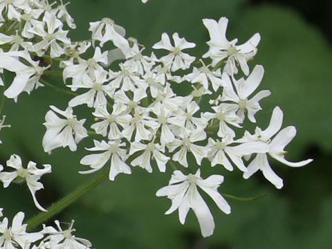 Heracleum dulce