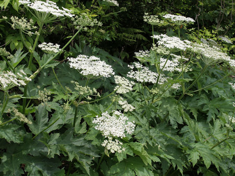 Heracleum dulce