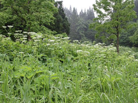 Heracleum dulce