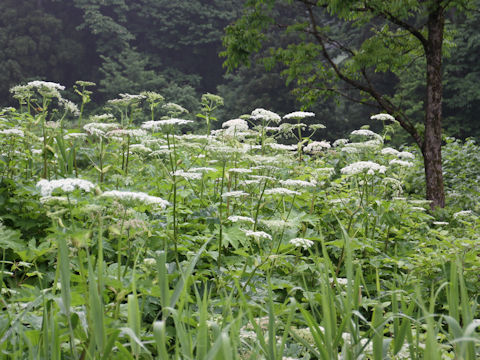 Heracleum dulce