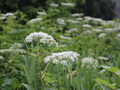 Heracleum dulce