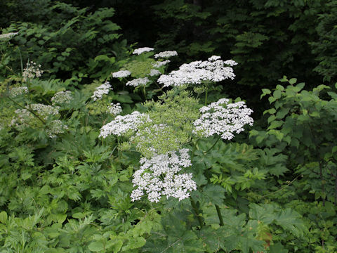 Heracleum dulce