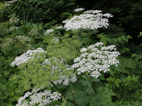 Heracleum dulce