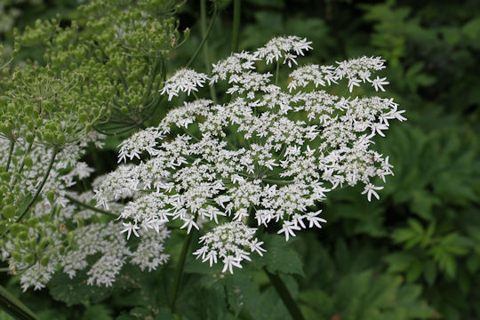 Heracleum dulce