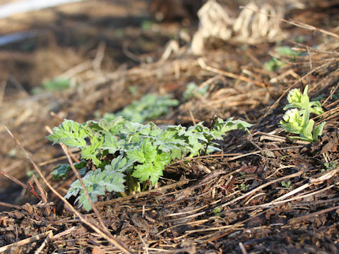 Heracleum dulce