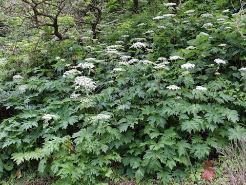 Heracleum dulce