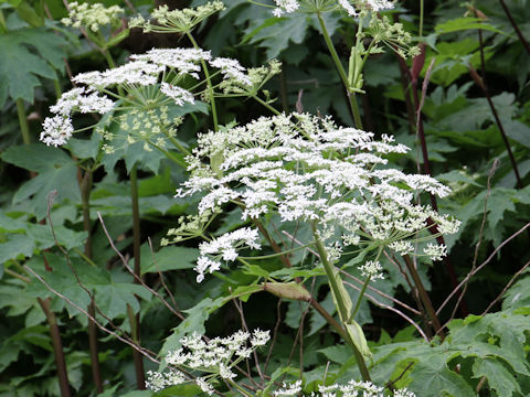 Heracleum dulce