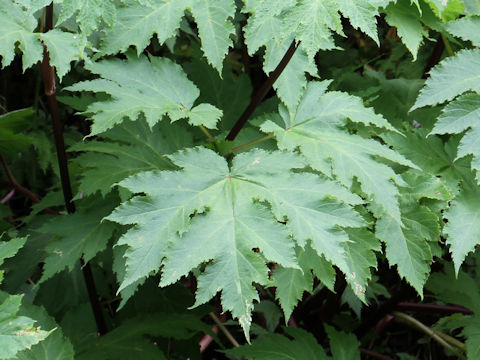 Heracleum dulce