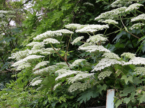 Heracleum dulce