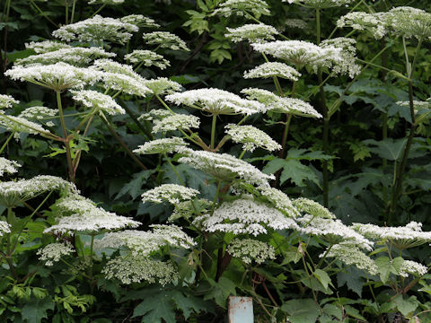 Heracleum dulce