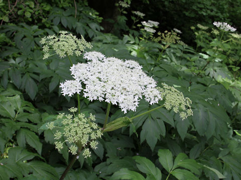 Heracleum dulce