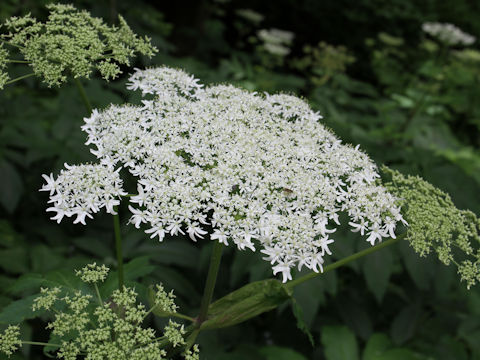 Heracleum dulce