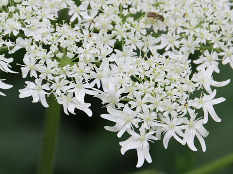 Heracleum dulce