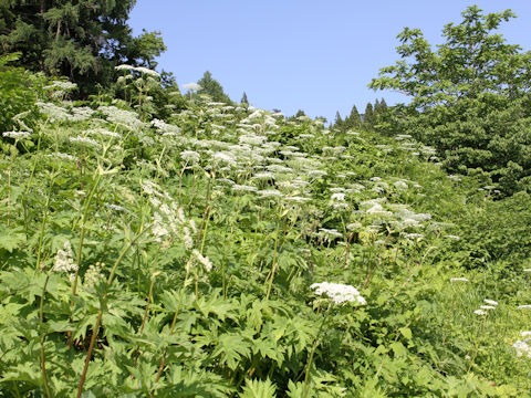 Heracleum dulce