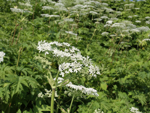 Heracleum dulce