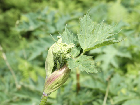 Heracleum dulce