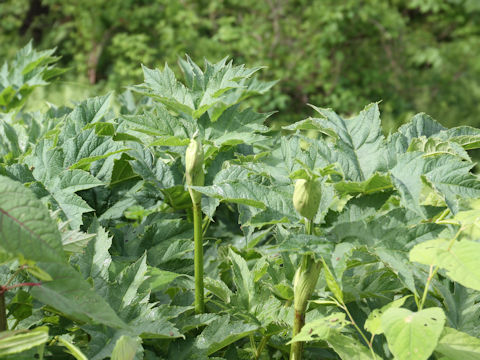 Heracleum dulce