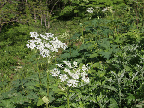 Heracleum dulce