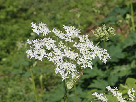 Heracleum dulce