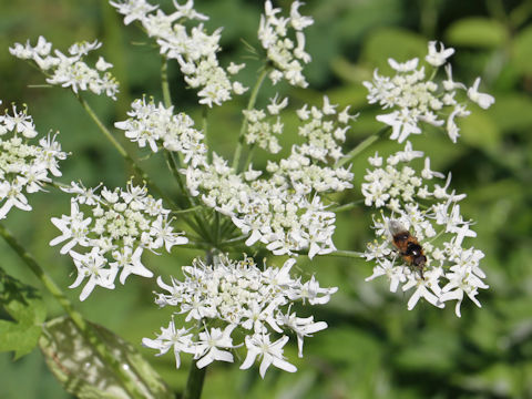 Heracleum dulce