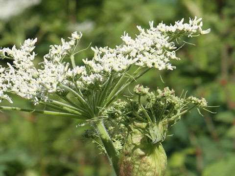 Heracleum dulce