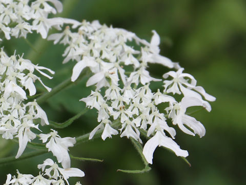 Heracleum dulce