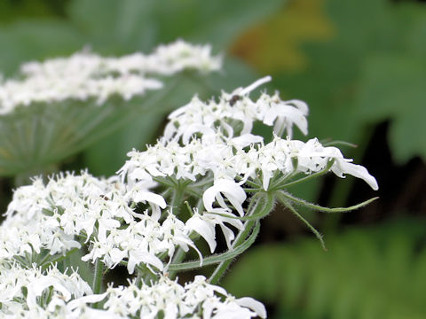 Heracleum dulce