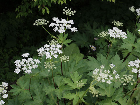 Heracleum dulce