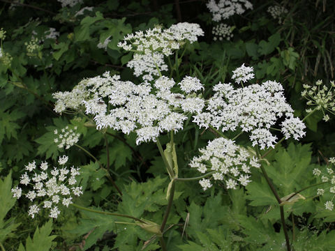 Heracleum dulce