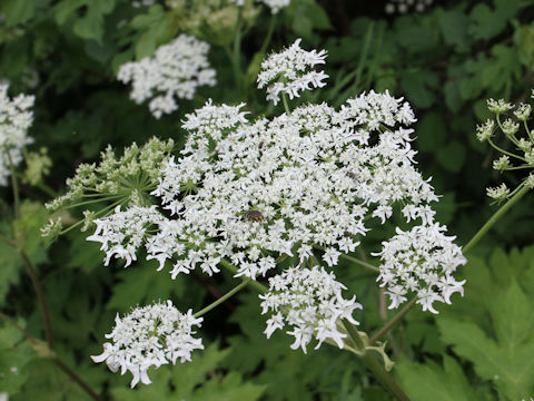 Heracleum dulce