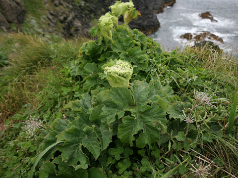 Heracleum dulce