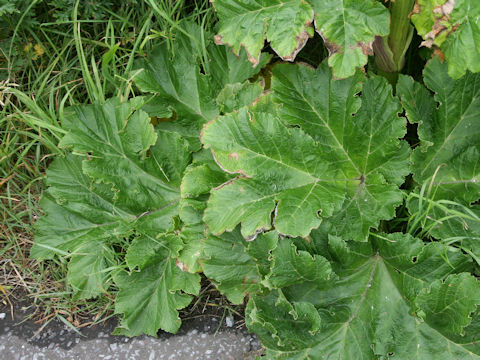 Heracleum dulce