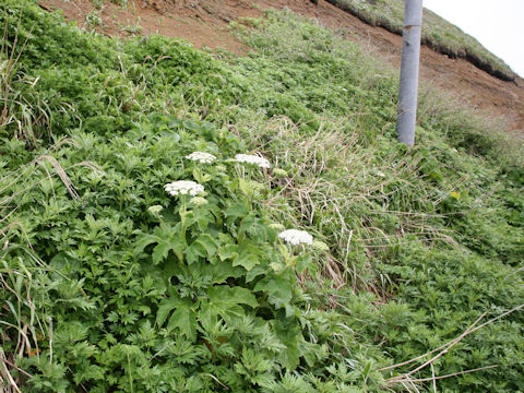 Heracleum dulce