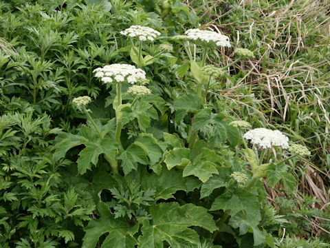 Heracleum dulce
