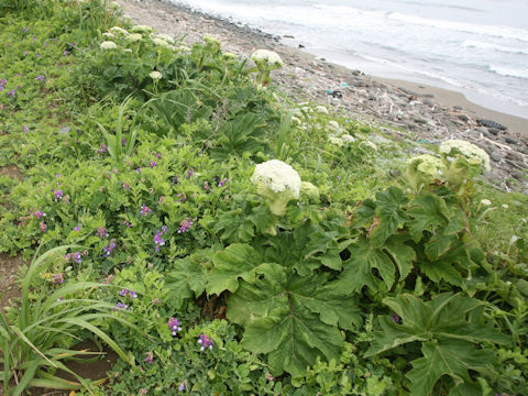 Heracleum dulce