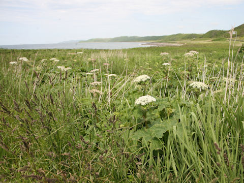 Heracleum dulce