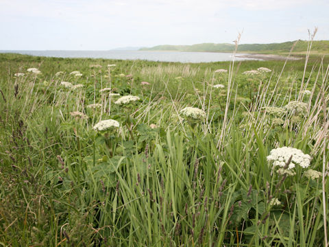 Heracleum dulce