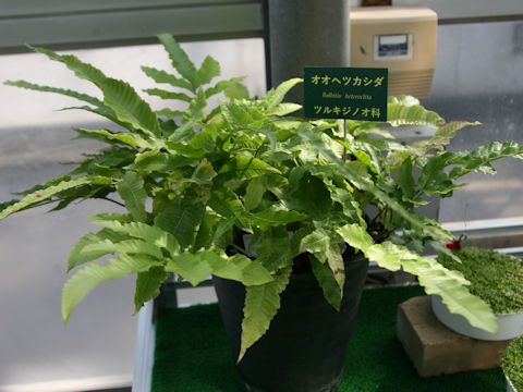 Bolbitis heteroclita